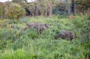 Wild elephants in Hurulu Eco Park biosphere reserve