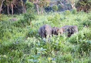 Wild elephants in Hurulu Eco Park biosphere reserve