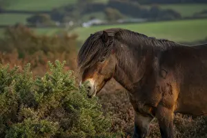 A wild Exmoor Pony, seen on Porlock Hill in Somerset