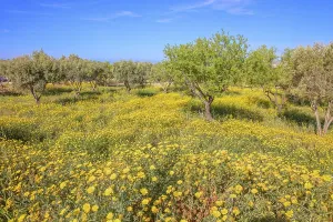 Wild flowers meadows blooming, Agrigento