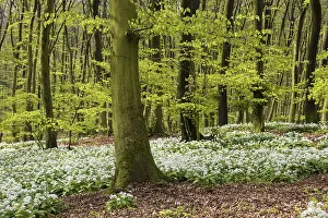 Wild garlic (Allium ursinum) in bloom in a beech forest in spring