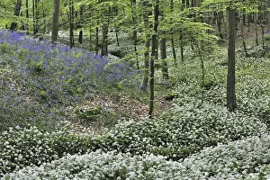 Wild garlic (Allium ursinum), Ramsons and bluebells flowering along forest brook in beech deciduous woodland