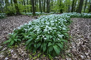 Wild garlic blossom (Allium ursinum) on the forest floor in a beech forest (Fagus sylvatica)