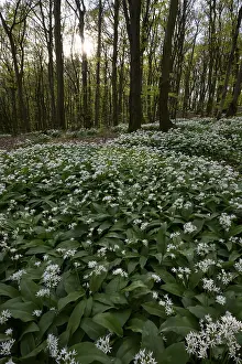Wild garlic blossom (Allium ursinum) on the forest floor in a beech forest (Fagus sylvatica)