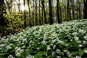 Wild garlic blossom (Allium ursinum) on the forest floor in a beech forest (Fagus sylvatica)