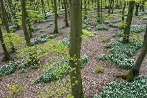 Wild garlic blossom (Allium ursinum) on the forest floor in a beech forest (Fagus sylvatica)