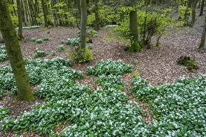 Wild garlic blossom (Allium ursinum) on the forest floor in a beech forest (Fagus sylvatica)