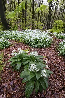 Wild garlic blossom (Allium ursinum) on the forest floor in a beech forest (Fagus sylvatica)