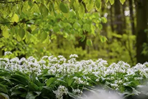 Framed Print : Wild garlic blossom (Allium ursinum) under fresh beech leaves on the forest floor in a beech forest (Fagus sylvatica)