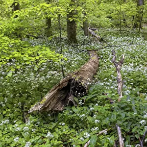 Wild garlic blossom in the Hainich National Park