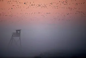 Wild geese at dawn in the morning haze