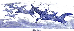 Wild geese in a flock, Hubertus hunting and hunting scenes