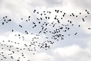 Wild geese in the sky, autumn, Saxony