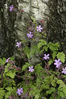 Wild geranium (Geranium pusillum) on a birch trunk