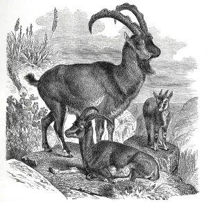 Wild goat (Capra aegagrus), is a species of mammal from the horned bearer family
