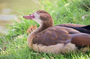 Wild goose, wild goose 01