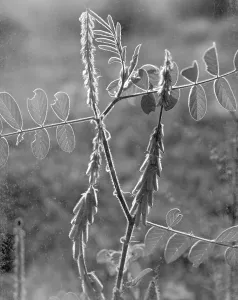Wild Himalayan flower in contra jour lighting, India 1940's