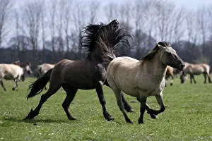 Wild Horse Duelmen, Duelmen, North Rhine-Westphalia