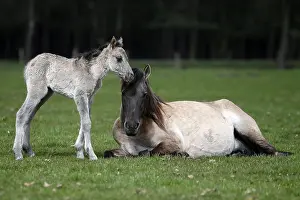 Wild Horse Duelmen, Foal, Duelmen