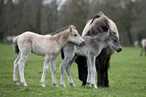 Wild Horse Duelmen, Foal, Duelmen