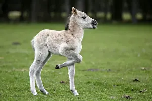 Wild Horse Duelmen, Foal, Duelmen