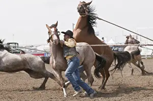 Wild horse round-up, Strathmore Heritage Days