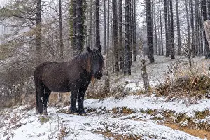 Wild horses in the aizkorri mountain of gipuzkoa
