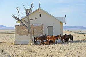 Wild horses at derelict Garub railway station building