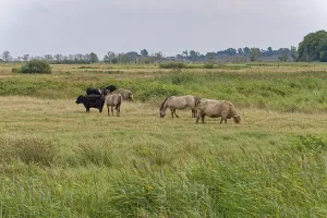 Wild horses of the Konik species and Highland cattle