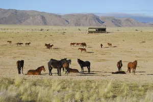 Wild horses in the Namib Desert