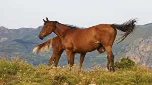 Wild horses, Nebrodi National Park