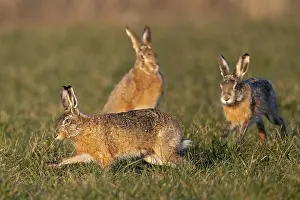 In a wild hunt, the bumpers circle the female brown hare (Lepus europaeus)