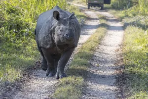 A wild Indian rhinoceros (Rhinoceros unicornis) walking along a dirt jeep safari track in Chitwan National Park
