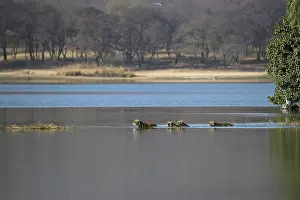 Wild Indian Tigers or Bengal Tigers