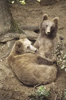 Wild Life, Brown Bear and cub (ursus arctos) at Koti near Simla