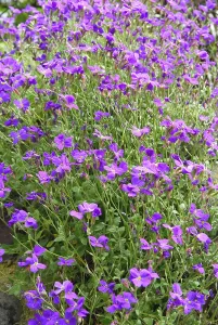 Wild lilac flowers
