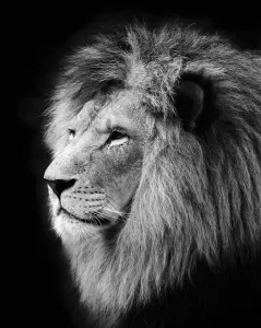 Wild lion portrait in balck and white