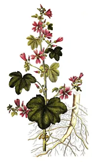 Wild mallow (Malva sylvestris)