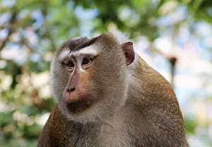 Wild monkey face jungle wildlife green background in Tailand