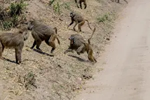 Wild monkeys in the African savannah