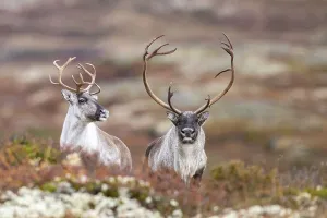 Wild mountain reindeer (Rangifer tarandus tarandus)