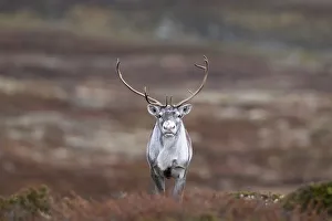 Wild mountain reindeer (Rangifer tarandus tarandus)