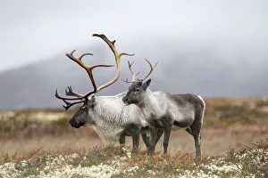 Wild mountain reindeer (Rangifer tarandus tarandus)
