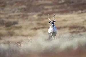 Wild mountain reindeer (Rangifer tarandus tarandus)