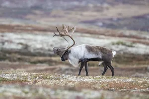 Wild mountain reindeer (Rangifer tarandus tarandus)