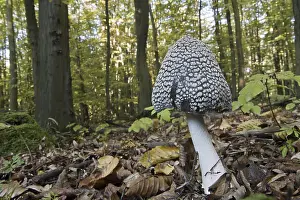 Wild mushroom