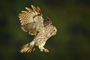 Wild nature with bird. Flying Eurasian Tawny Owl