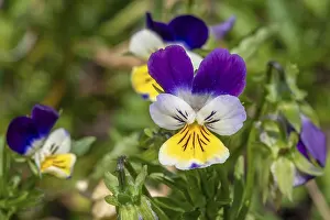 Wild pansy, Johnny Jump up, heartsease