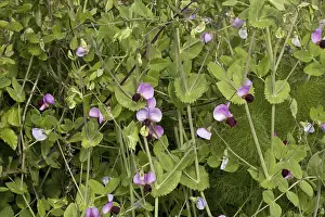 Wild pea (Pisum sativum ssp. elatium) flowers