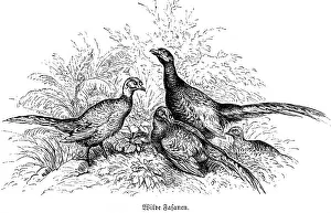 Three Wild Pheasants Wild pheasant